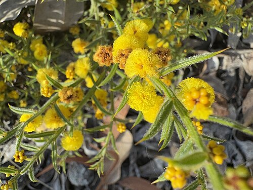 Acacia barbinervis: Acacia barbinervis ssp. barbinervis near Jarrahdale, Western Australia