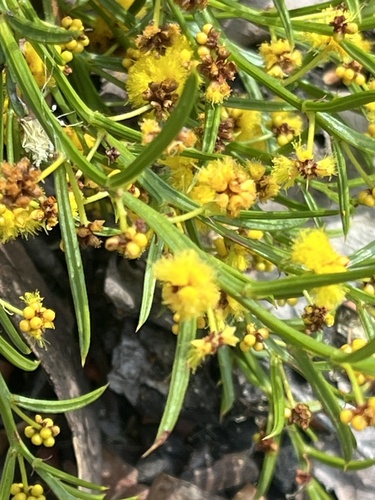 Acacia barbinervis (Acacia barbinervis)