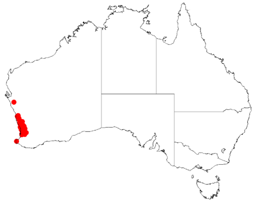 Acacia barbinervis: Acacia barbinervis Occurrence data from Australasia Virtual Herbarium downloaded from https://doi.org/10.26197/5c0b1388984eb on 8 December 2018