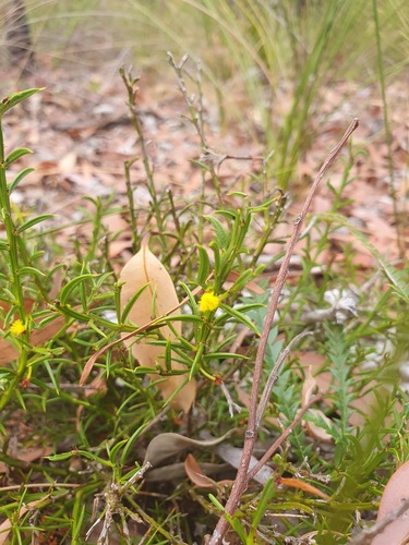 Acacia barbinervis (Acacia barbinervis)