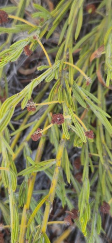 Acacia barbinervis (Acacia barbinervis)