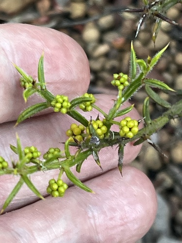 Acacia barbinervis (Acacia barbinervis)