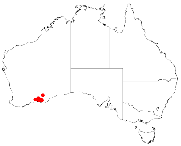 Acacia bartlei: Acacia bartlei Occurrence data from Australasia Virtual Herbarium downloaded from https://doi.org/10.26197/5c0b1388984eb on 8 December 2018
