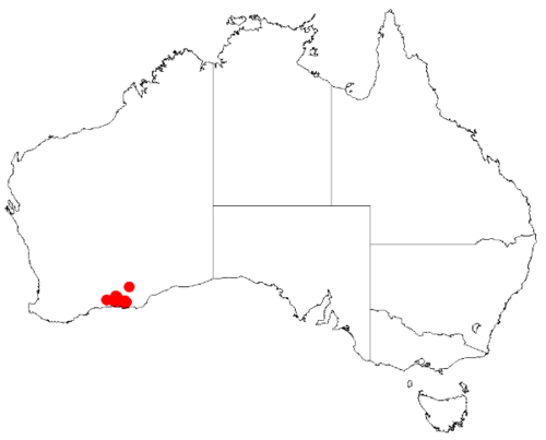Acacia bartlei: Acacia bartlei Occurrence data from Australasia Virtual Herbarium downloaded from https://doi.org/10.26197/5c0b1388984eb on 8 December 2018