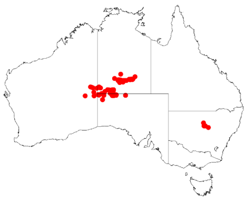 Basedow's wattle: Acacia basedowii Occurrence data from Australasia Virtual Herbarium downloaded from https://doi.org/10.26197/5c0b1388984eb on 8 December 2018
