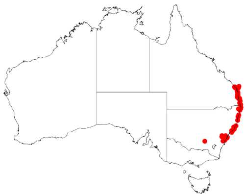 Acacia baueri: Acacia baueriOccurrence data from Australasia Virtual Herbarium downloaded from https://doi.org/10.26197/5c0b1388984eb on 8 December 2018