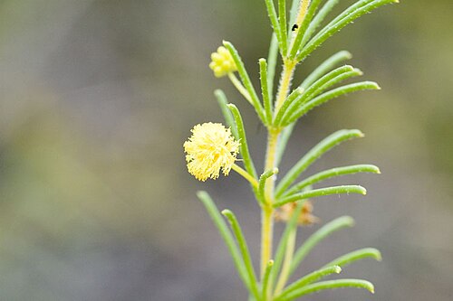 Acacia baueri: Acacia baueri subsp. baueri in Yuraygir National Park, south of Red Rocks, New South Wales