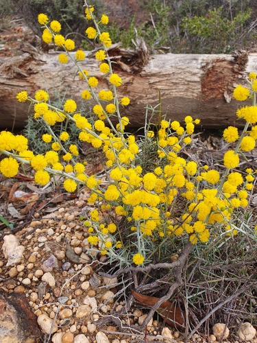 Acacia baxteri (Acacia baxteri)