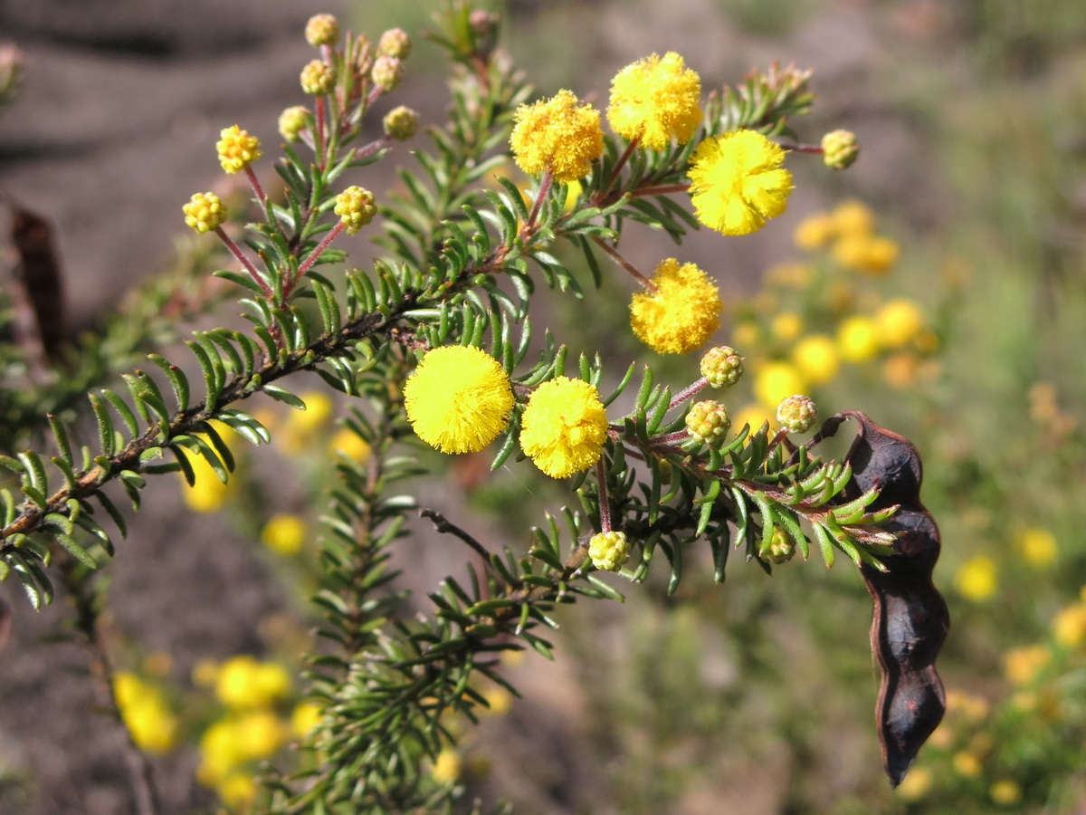 Acacia beadleana: Acacia beadleana, Gibraltar Range National Park This is plant we took a DNA sample from in November. Now it is flower again after flowering in spring.
