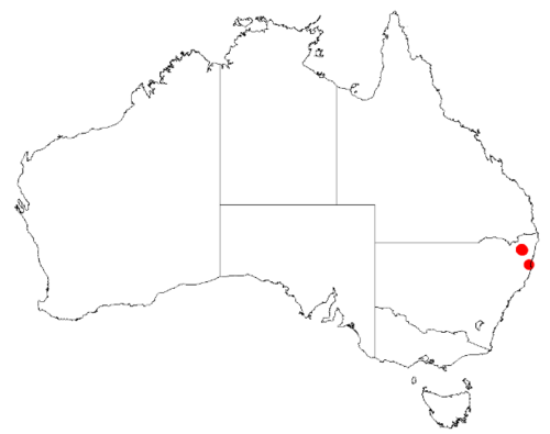 Acacia beadleana: Acacia beadleana Occurrence data from Australasia Virtual Herbarium downloaded from https://doi.org/10.26197/5c0b1388984eb on 8 December 2018
