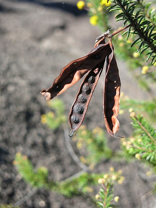 Acacia beadleana: Acacia beadleana (seedpods) , Gibraltar Range National Park