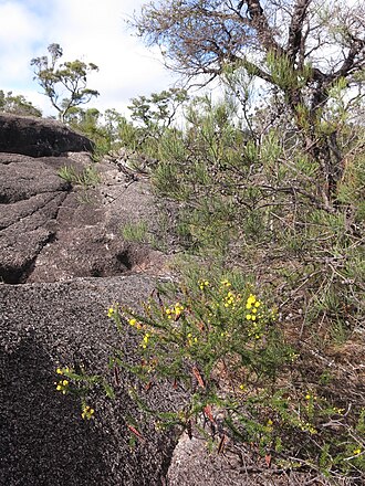 Acacia beadleana: Acacia beadleana, Gibraltar Range National Park This is plant we took a DNA sample from in November. Now it is flower again after flowering in spring.