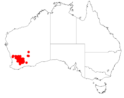 Acacia beauverdiana: Acacia beauverdiana Occurrence data from Australasia Virtual Herbarium downloaded from https://doi.org/10.26197/5c0b1388984eb on 8 December 2018