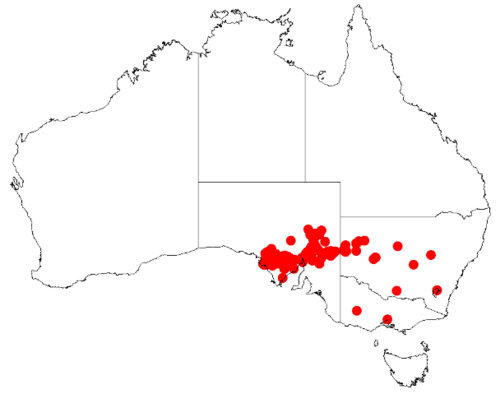 Barrier Range wattle: Acacia beckleri Occurrence data from Australasia Virtual Herbarium downloaded from https://doi.org/10.26197/5c0b1388984eb on 8 December 2018