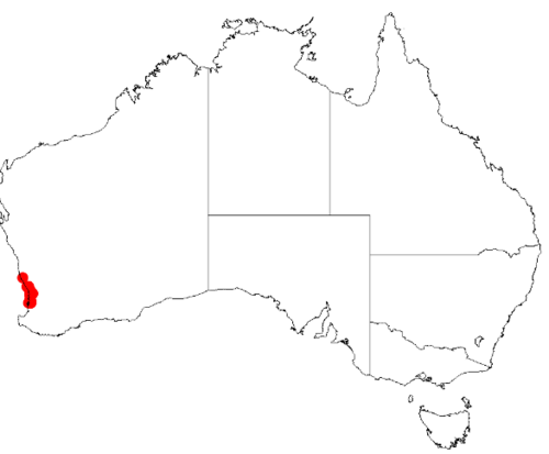 Acacia benthamii: Acacia benthamii Occurrence data from Australasia Virtual Herbarium downloaded from https://doi.org/10.26197/5c0b1388984eb on 8 December 2018