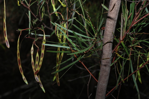 Acacia betchei (Acacia betchei)
