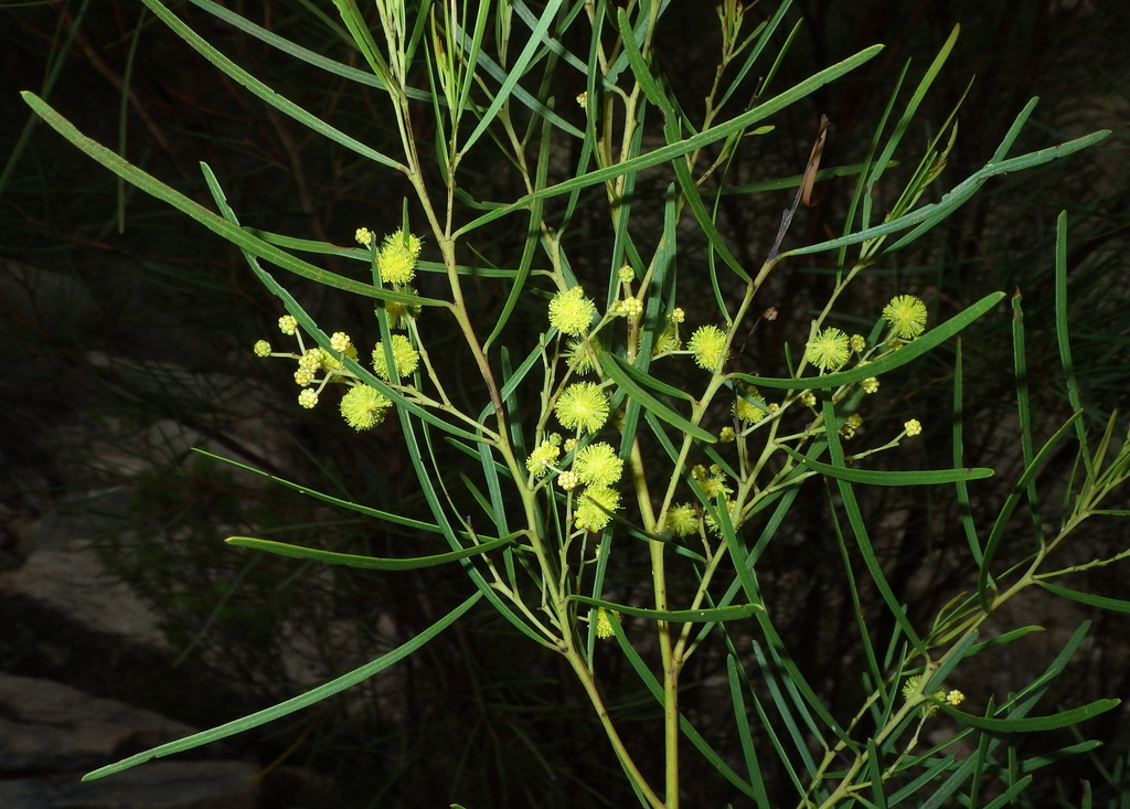 Acacia betchei (Acacia betchei)