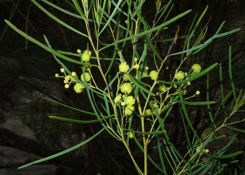 Acacia betchei (Acacia betchei)