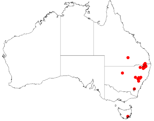 Acacia betchei: Acacia betchei Occurrence data from Australasia Virtual Herbarium downloaded from https://doi.org/10.26197/5c0b1388984eb on 8 December 2018