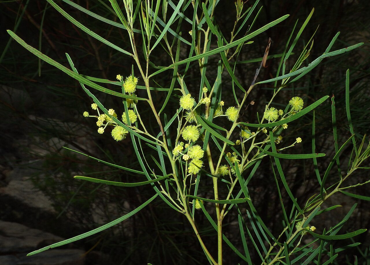 Acacia betchei: Red-tip Wattle ( Acacia betchei ) in Australia