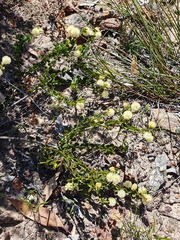 Acacia bidentata (Acacia bidentata)
