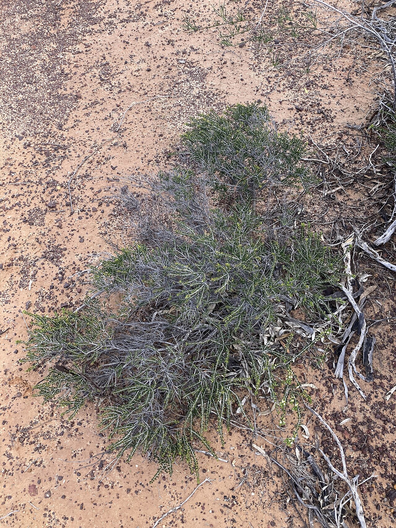Acacia bidentata: Acacia bidentata in Kalbarri National Park, on the road between Ajana and Kalbarri