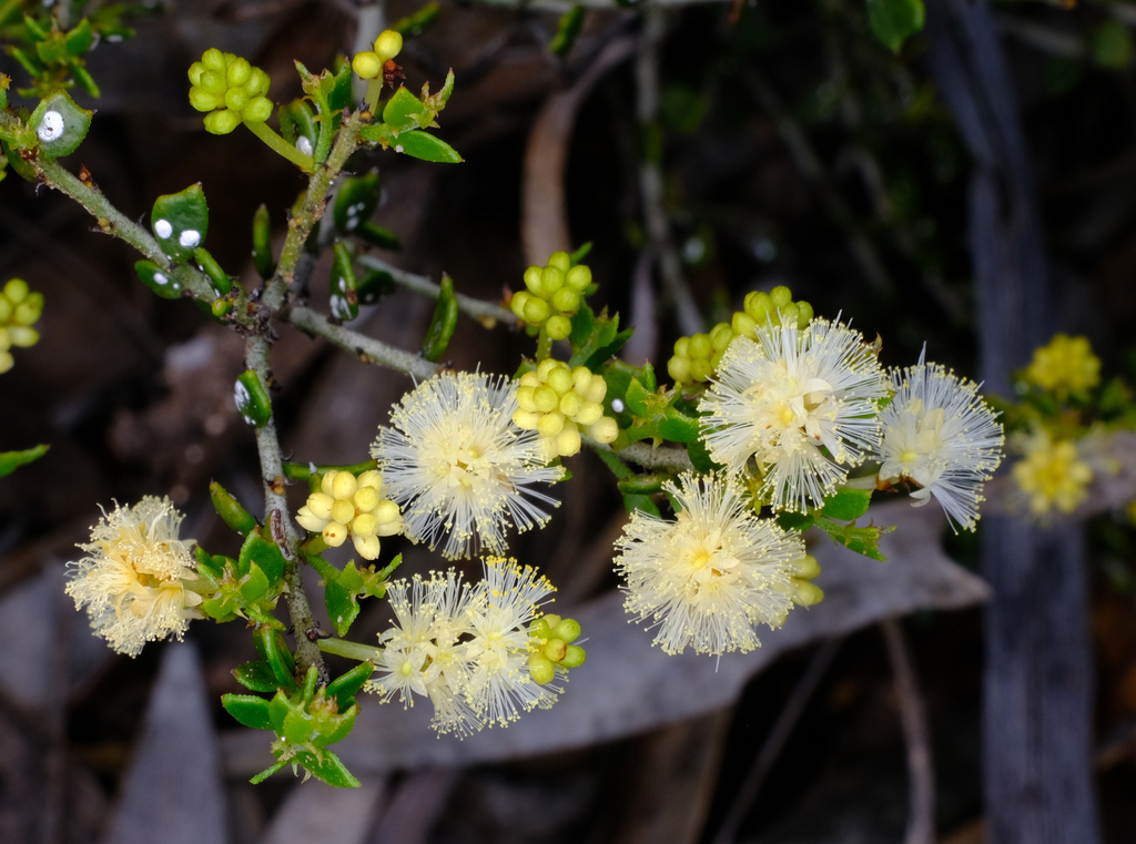 Acacia bidentata (Acacia bidentata)
