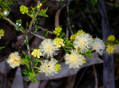 Acacia bidentata (Acacia bidentata)