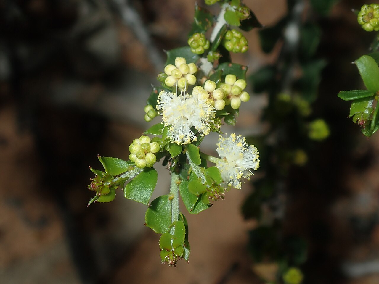Acacia bidentata: Acacia bidentata in Kalbarri National Park, on the road between Ajana and Kalbarri