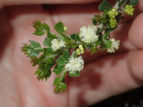 Acacia bidentata (Acacia bidentata)