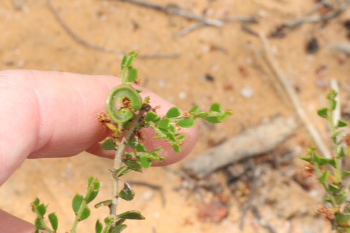 Acacia bidentata (Acacia bidentata)