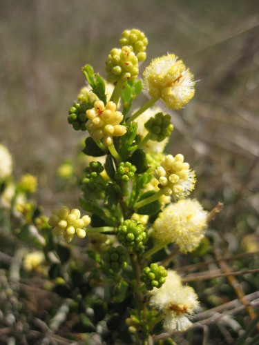 Acacia bidentata (Acacia bidentata)