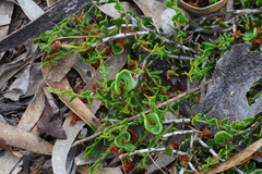 Acacia bidentata (Acacia bidentata)