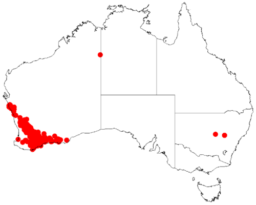 Acacia bidentata: Acacia bidentata Occurrence data from Australasia Virtual Herbarium downloaded from https://doi.org/10.26197/5c0b1388984eb on 8 December 2018