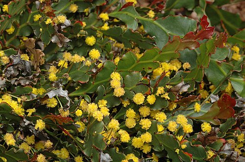 Acacia bifaria: Acacia bifaria in the Australian National Botanic Gardens