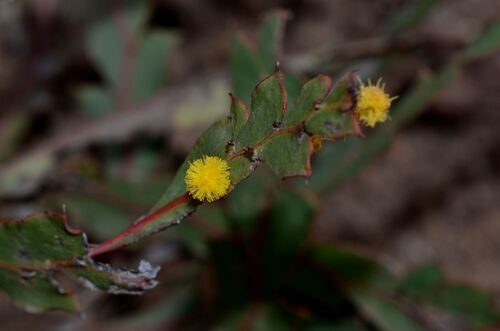 Acacia bifaria (Acacia bifaria)
