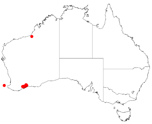Acacia bifaria: Acacia bifaria Occurrence data from Australasia Virtual Herbarium downloaded from https://doi.org/10.26197/5c0b1388984eb on 8 December 2018