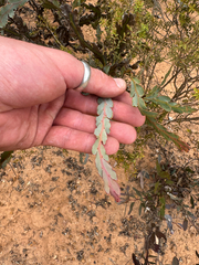 Acacia bifaria (Acacia bifaria)