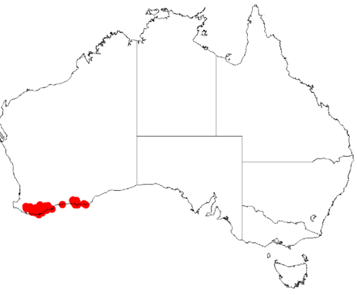 Acacia biflora: Acacia biflora Occurrence data from Australasian Virtual Herbarium downloaded from https://doi.org/10.26197/5c0b1388984eb on 8 December 2018
