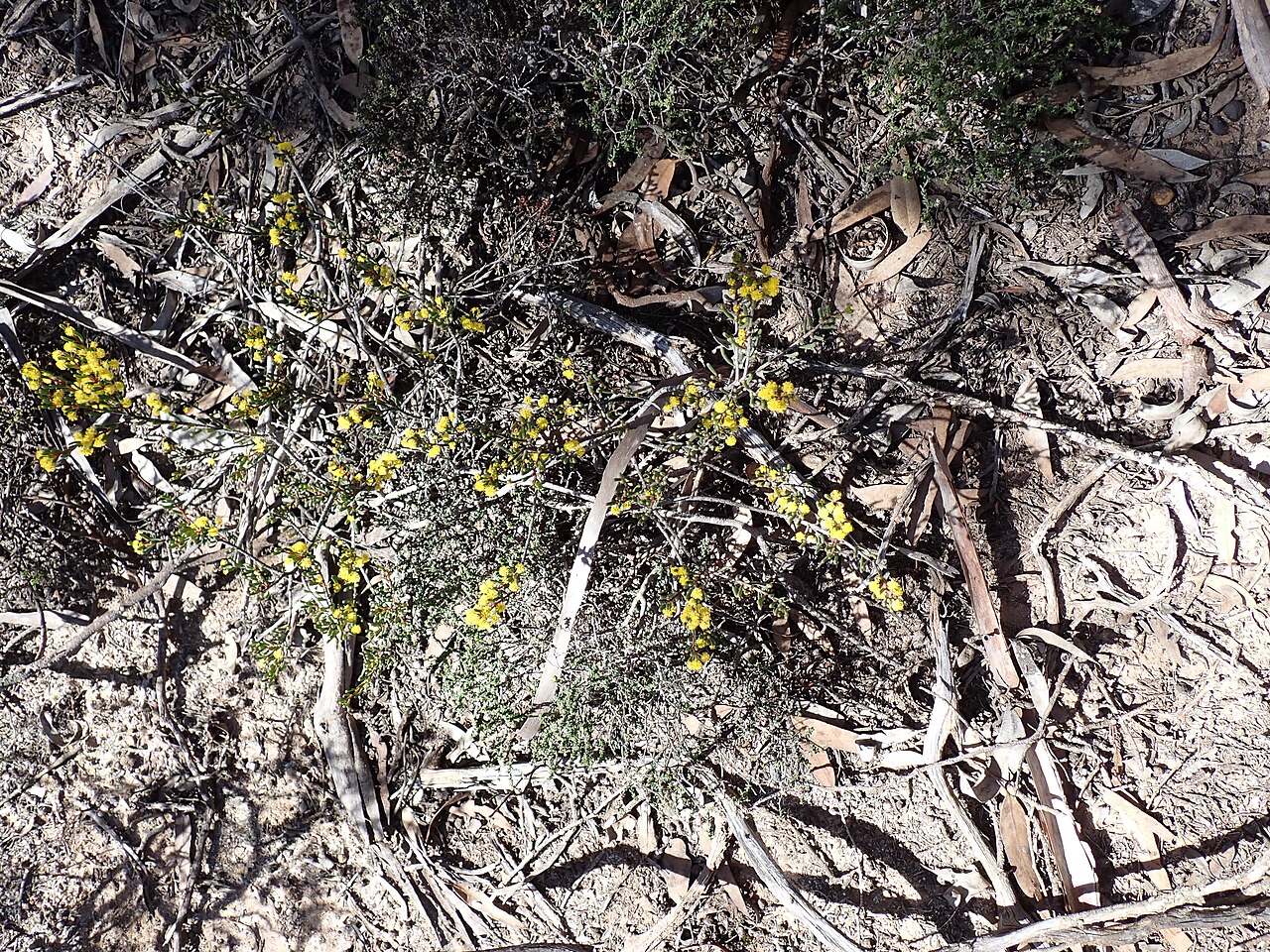 Acacia binata: Habit of Acacia binata near Normans Road in Corackerup Nature Reserve, Western Australia