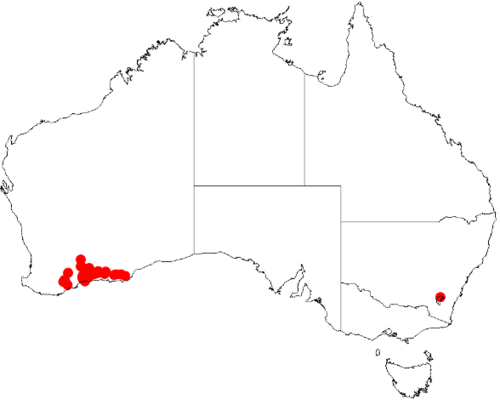 Acacia binata: Acacia binata Occurrence data from Australasian Virtual Herbarium downloaded from https://doi.org/10.26197/5c0b1388984eb on 8 December 2018