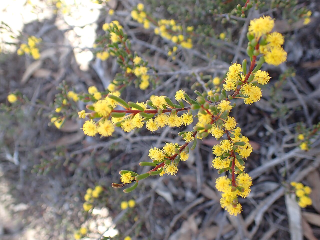 Acacia binata: Acacia binata near Normans Road in Corackerup Nature Reserve, near Boxwood Hill, Western Australia