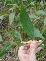 Two-vein-hickory (Acacia binervata)
