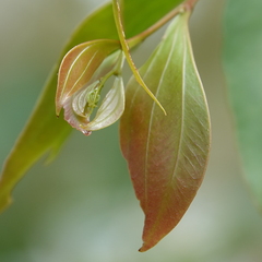 Two-vein-hickory (Acacia binervata)
