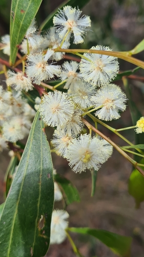 Two-vein-hickory (Acacia binervata)