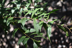 Two-vein-hickory (Acacia binervata)