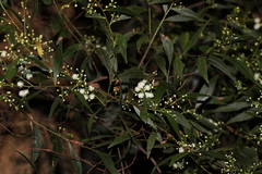Two-vein-hickory (Acacia binervata)