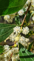 Two-vein-hickory (Acacia binervata)