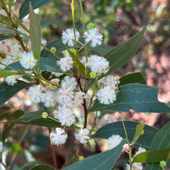 Two-vein-hickory (Acacia binervata)