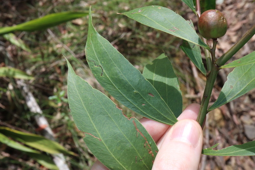 Two-vein-hickory (Acacia binervata)